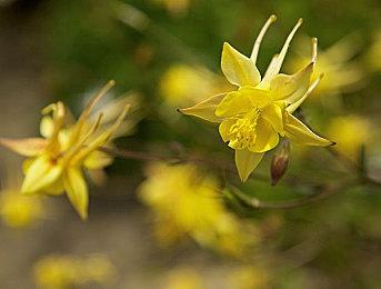 《对马岛之魂》续作《羊蹄山之魂》PSN页面公布 明年发售